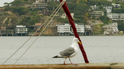 Seagull Walks Across Dock Railing 스톡 동영상 41721040