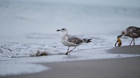 A seagull walks across the sandy beach as waves roll in, captured beautifully in Stock Footage 297636559