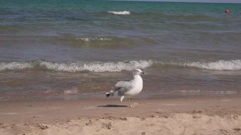A seagull walks along the sandy shore while ocean Stock Footage 346055976