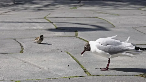 A seagull walks around while a small bird looks at him Vídeo Stock 266735171