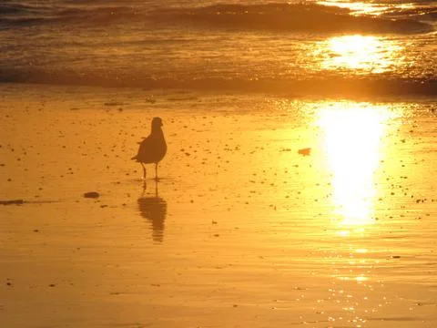 Seagull walks on beach during golden sunset Stock Photos