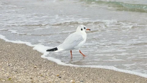 A seagull walks on the beach Stock-Footage 168497518