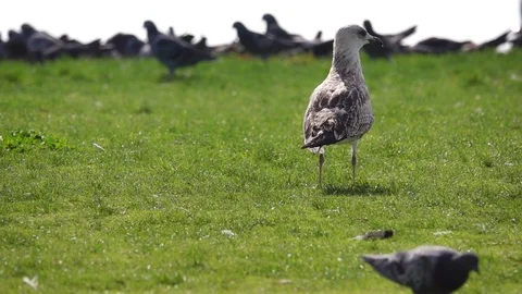 Seagull Walks Stock Footage 117891971