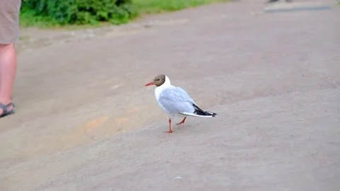 A seagull walks  Stock Footage 230845807