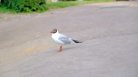 A seagull walks  Stock Footage 230845817