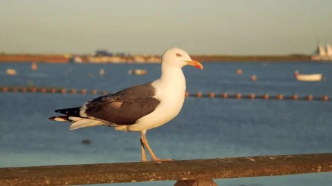 Seagull walks, looks into different way and flies away, sea beach background Stock Footage 157226436