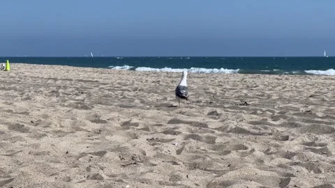 Seagull walks randomly on the beach Stock Footage 247413692