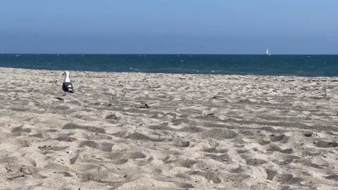 Seagull walks randomly on the beach Stock Footage 247413693