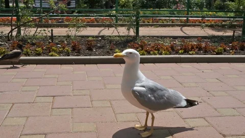Seagull walks on the road Stock Footage 115667588
