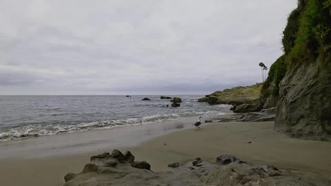 Seagull Walks on the Sand in Laguna Beach, California Stock Footage 288408079