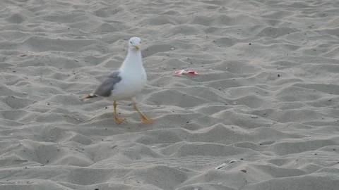 Seagull walks on the sandy beach Stock Footage 110955013