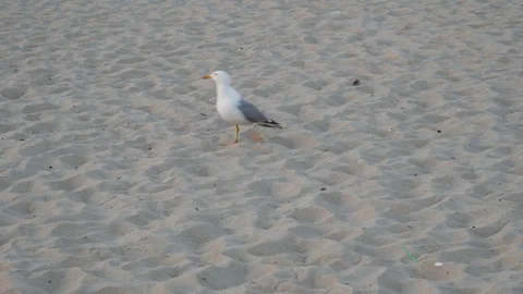 Seagull walks on the sandy beach Stock Footage 110955192