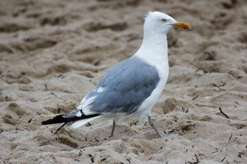 Seagull walks on Sandy Beach Stock Photos