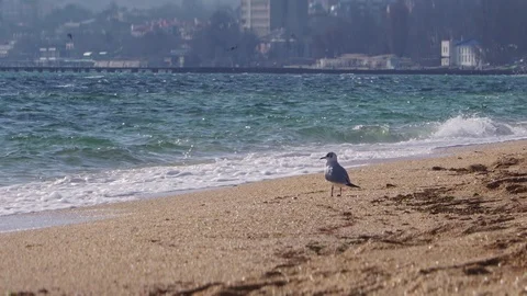 Seagull walks on a sandy beach with waves Stock Footage 102313569
