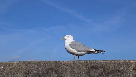 A seagull walks on a stone surface and takes off looking at the camera	 Video stock 311922310