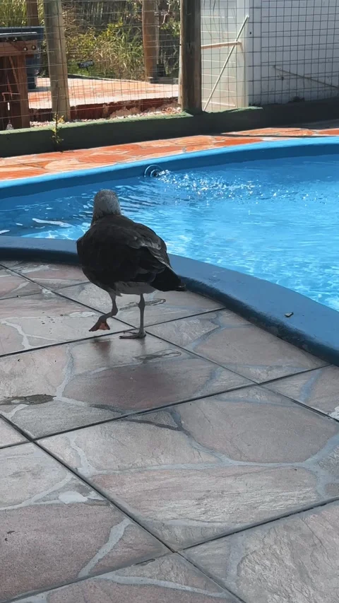 A seagull walks thoughtfully along the pool Stock Footage 283697002
