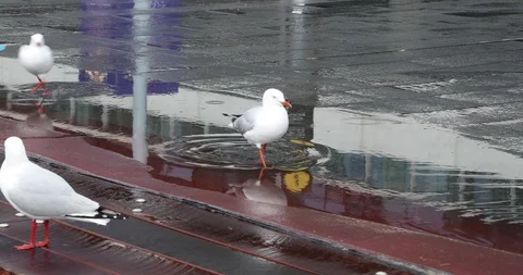 Seagull walks through puddle in the rain in slow motion Stock Footage 94025922