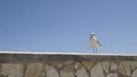 Seagull on wall. Another one flies in background. Video stock 276498551