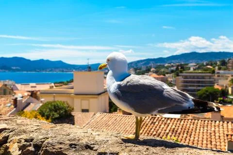 Seagull on a wall in Cannes Stock Photos
