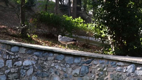 Seagull on the wall in central park Stock Footage 249307006