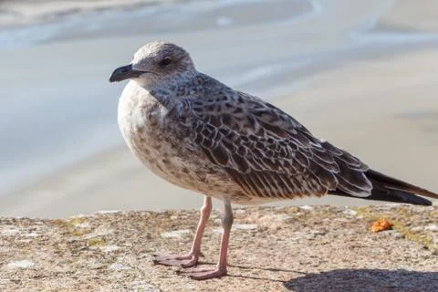 Seagull on a wall Stock Photos