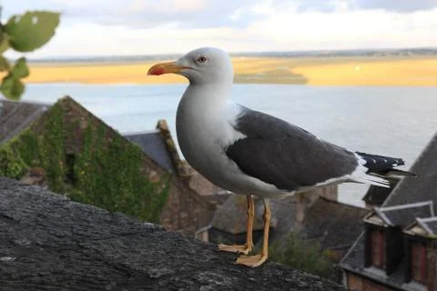 Seagull on the wall Stock Photos
