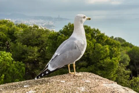 Seagull on the wall Stock Photos