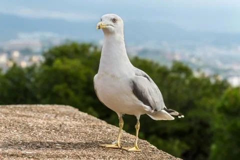 Seagull on the wall Stock Photos