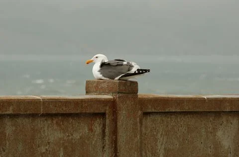 Seagull on a wall Stock Photos