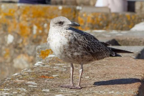 Seagull on a wall Stock Photos
