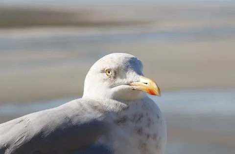 Seagull on a wall Foto stock