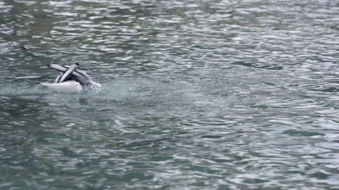 Seagull Washes In Water Vídeo Stock 97500944