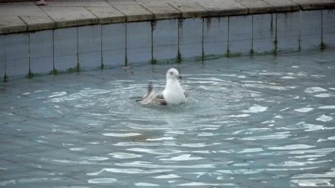 Seagull washing - bathing Stock Footage 131390884