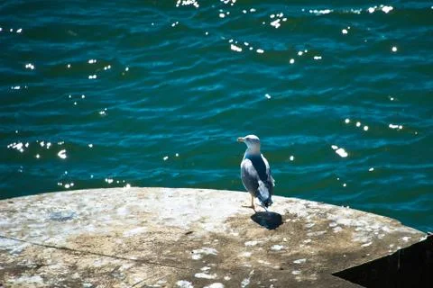 Seagull watch Stock Photos