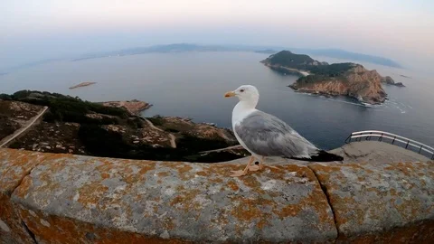 SEAGULL WATCHING THE CAMERA Stock Footage 94230250