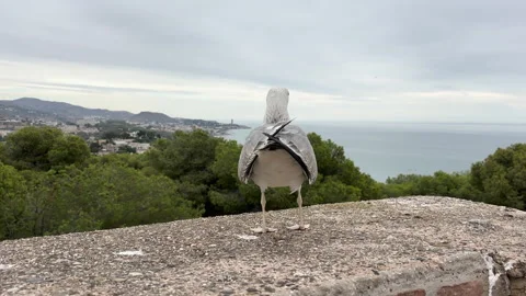 A seagull is watching the city view from the wall of Malaga Castle. Vídeos de archivo 331263875