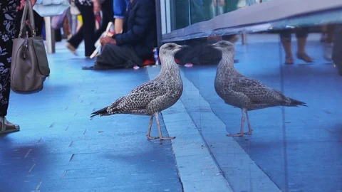 Seagull watching for his reflection 스톡 동영상 127406749
