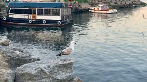 Seagull watching the sea Stock Footage 175397799
