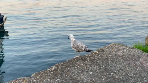 Seagull watching the sea Stock Footage 175400560