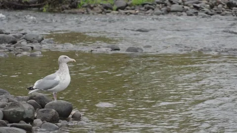 Seagull Watching Spawning Salmon in American River Stock Footage 334153197