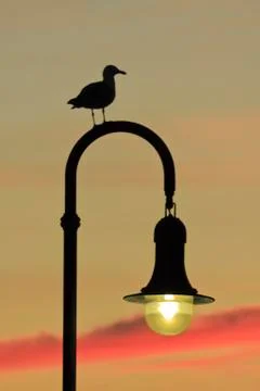 Seagull watching the sunset Stock Photos