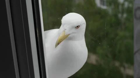 Seagull watching in window Stock Footage 310019837