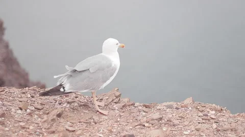 Seagull watcing the atlantic ocean Stock Footage 68402228