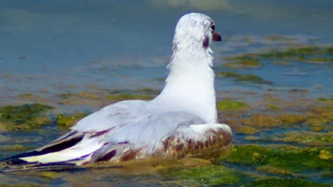 Seagull in water on Aaskar Beach Video stock 186694288