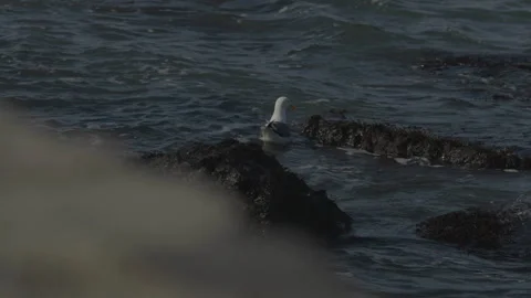 Seagull in water between rocks, San Francisco Video stock 333580713