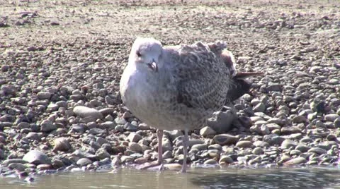 Seagull water bird Video stock 12426043