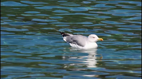 Seagull in water Stock Footage 32942185