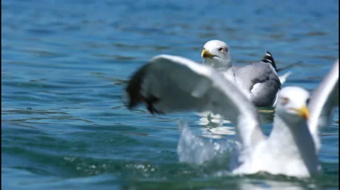 Seagull in water Vídeo Stock 32942378