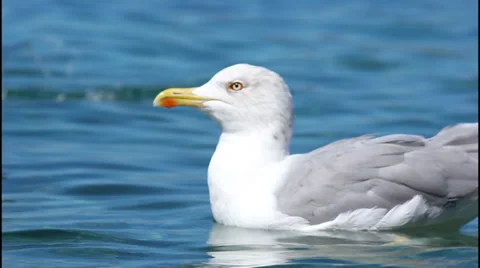 Seagull in water Stock Footage 32942492