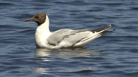 The Seagull on the water Stock Footage 33590367